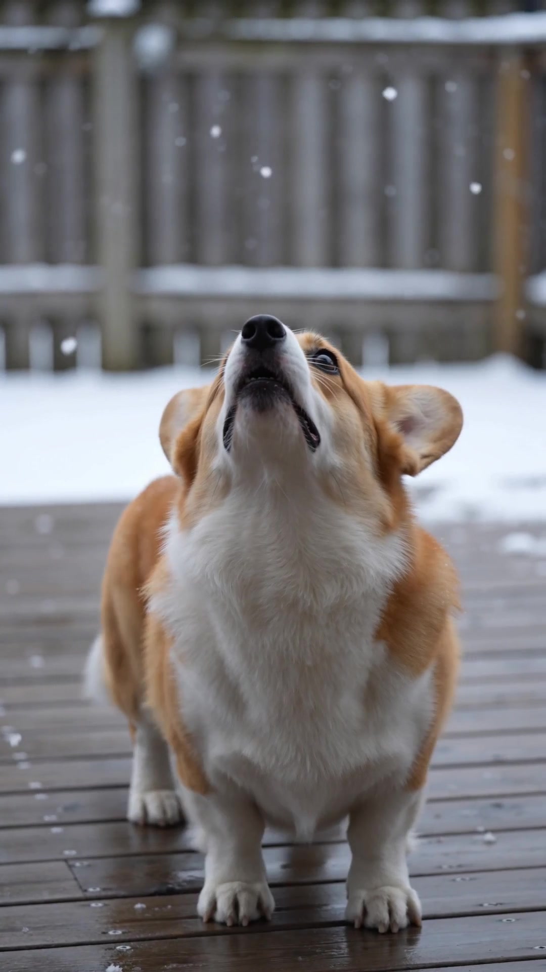 First Snow Discovery